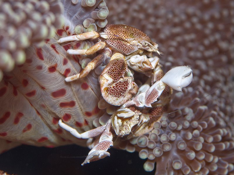Porcelain Crab, Home Reef